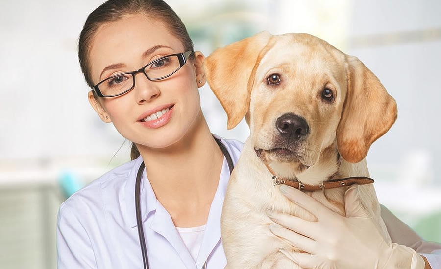 Dog Vaccinations- Everything You Need to Know