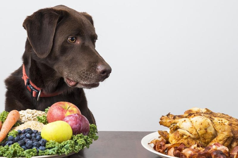 Important Basics of Nutrition for Dogs: